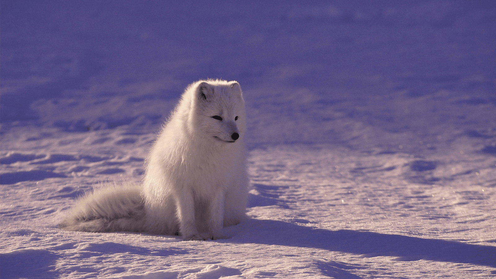 百夫長旅遊_極地_北極_史瓦爾巴群島_北極狐 Arctic fox 2