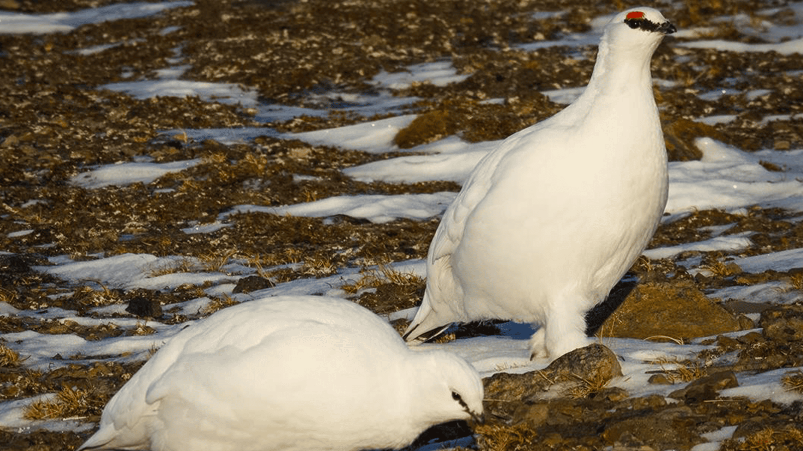 百夫長旅遊_極地_北極_史瓦爾巴群島_岩雷鳥rock ptarmigan 1