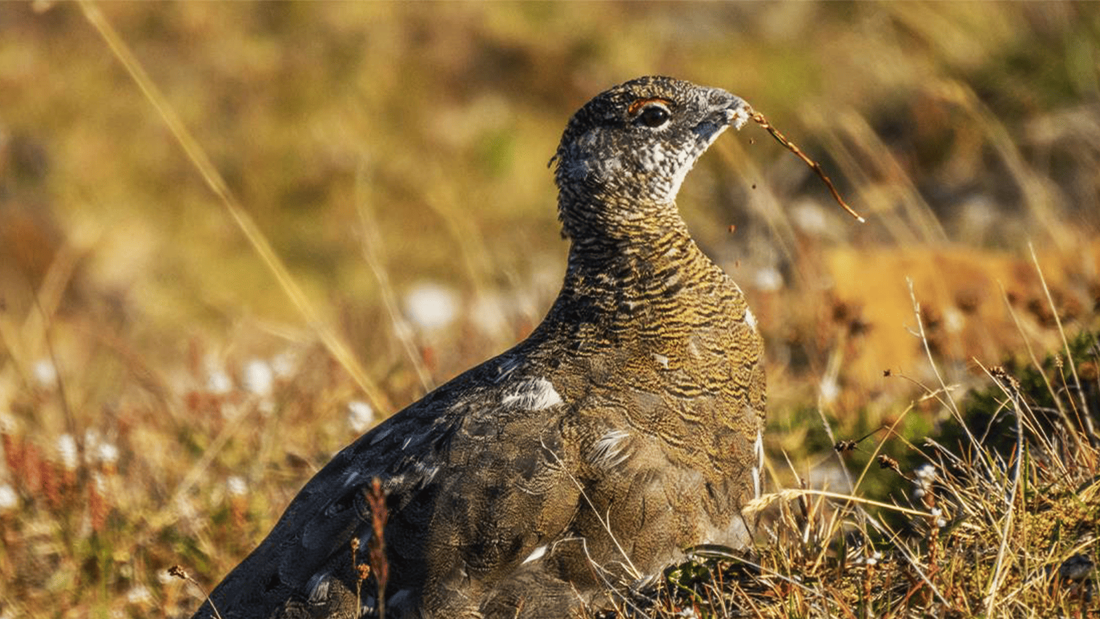 百夫長旅遊_極地_北極_史瓦爾巴群島_岩雷鳥rock ptarmigan 2