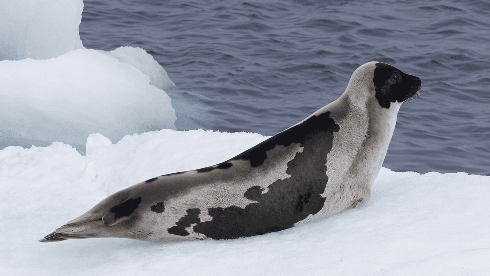 百夫長旅遊_極地_北極_史瓦爾巴群島_豎琴海豹 Harp seal