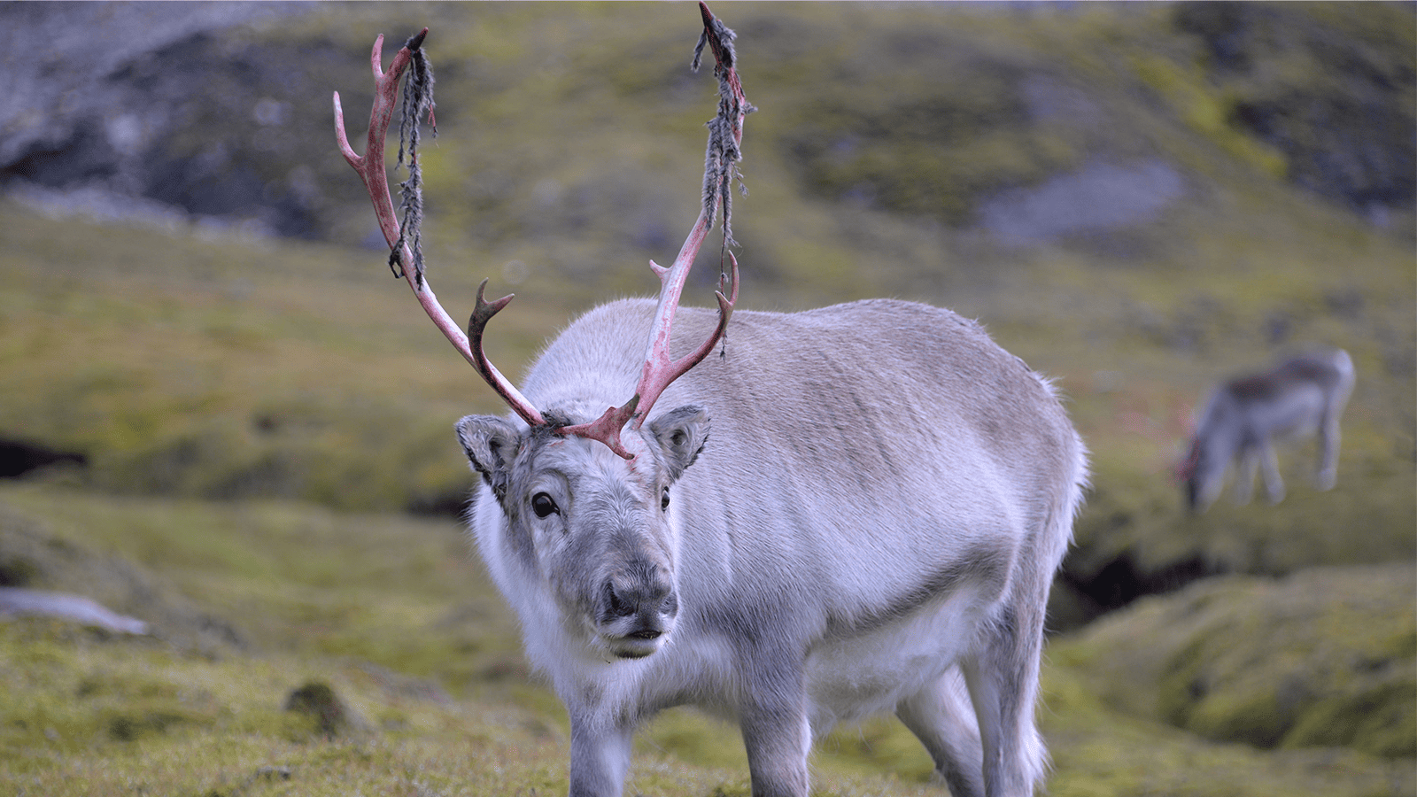 百夫長旅遊_極地_北極_史瓦爾巴馴鹿 Svalbard Reindeer 1