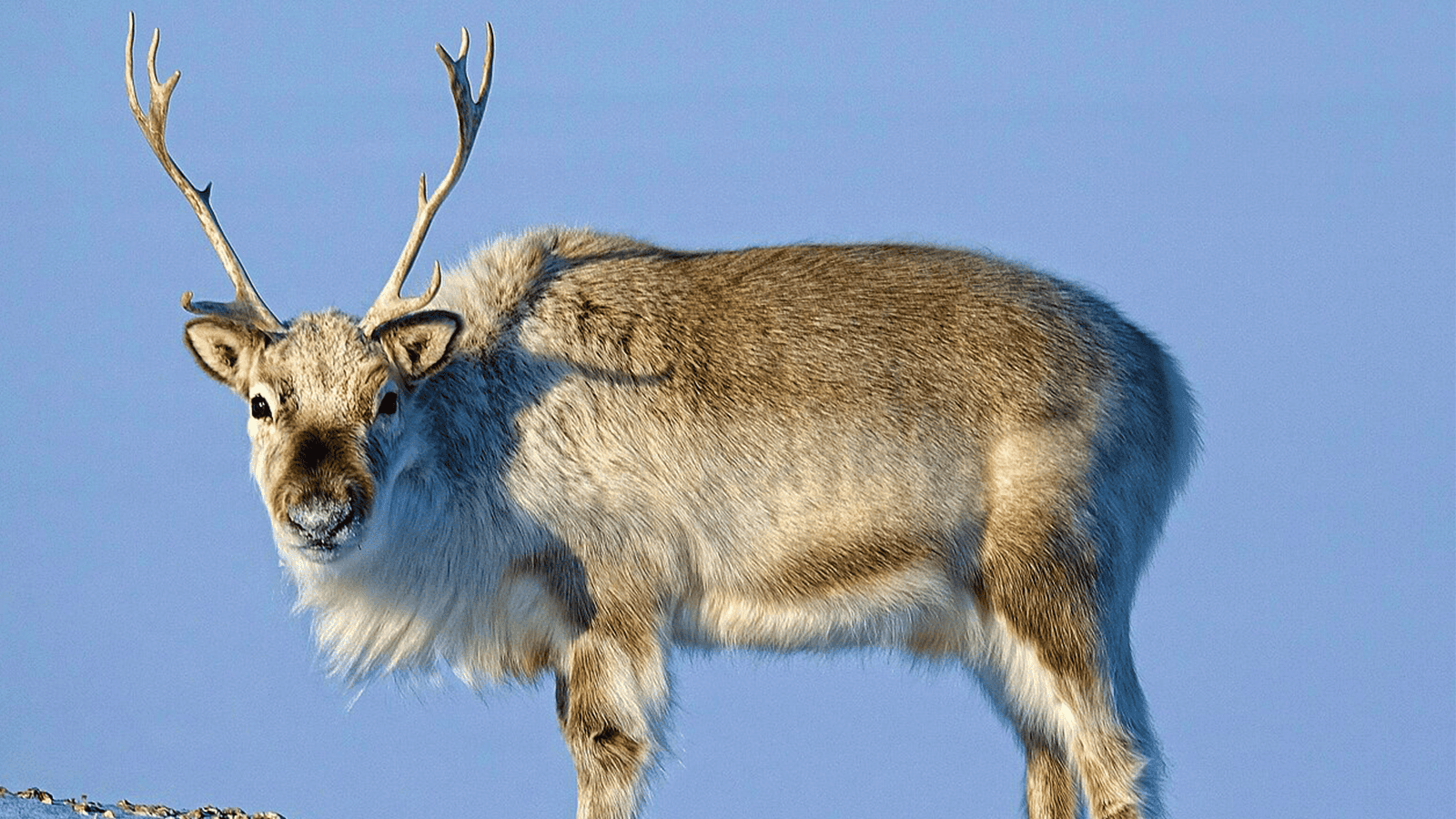 百夫長旅遊_極地_北極_史瓦爾巴馴鹿 Svalbard Reindeer 2