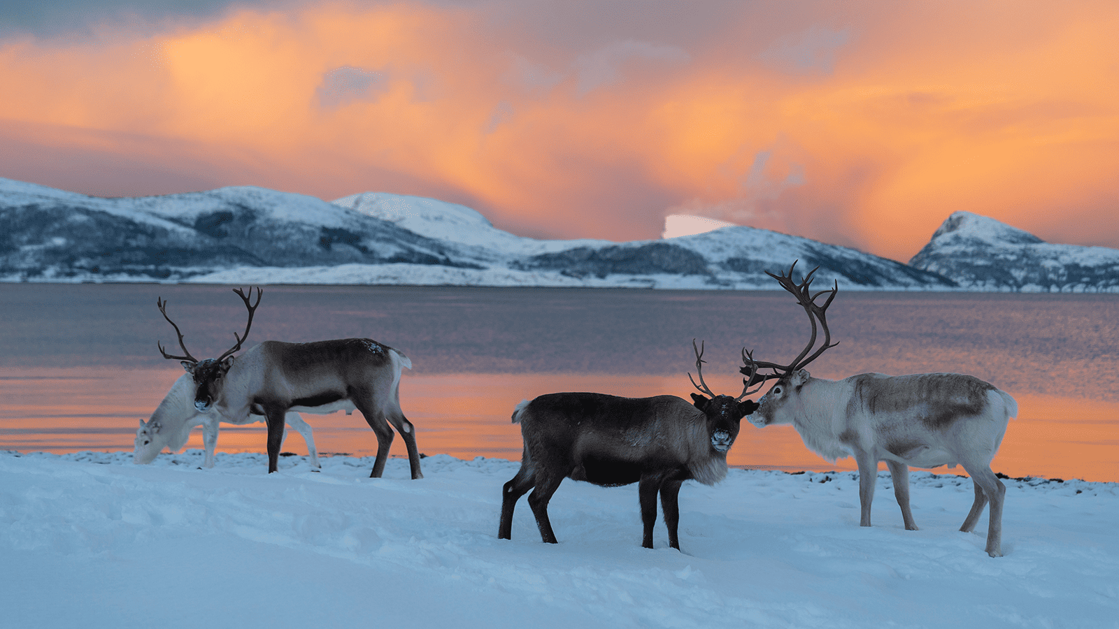百夫長旅遊_極地_北極_史瓦爾巴馴鹿 Svalbard Reindeer