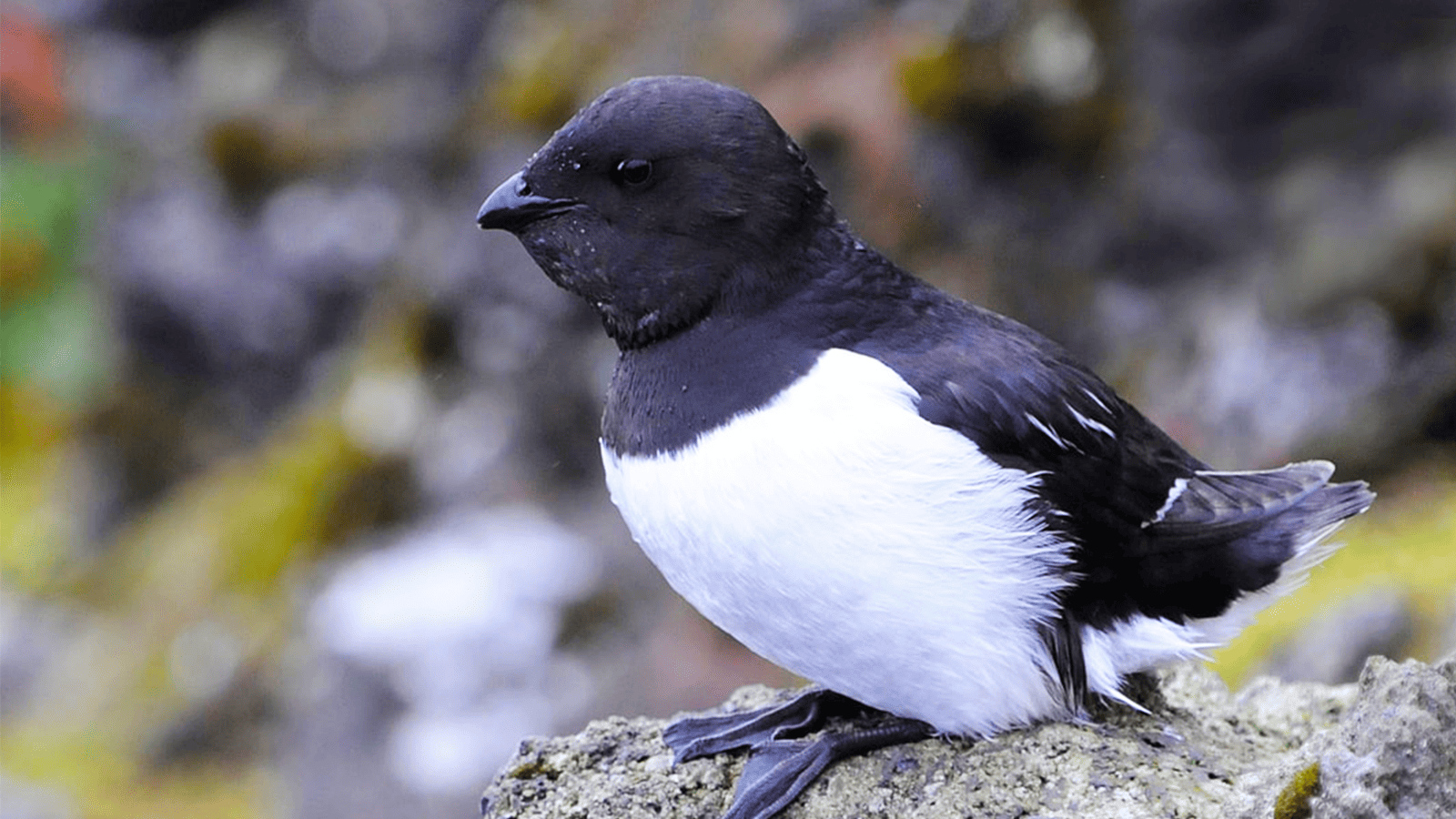 百夫長旅遊_極地_北極_小海雀 Little auk 1