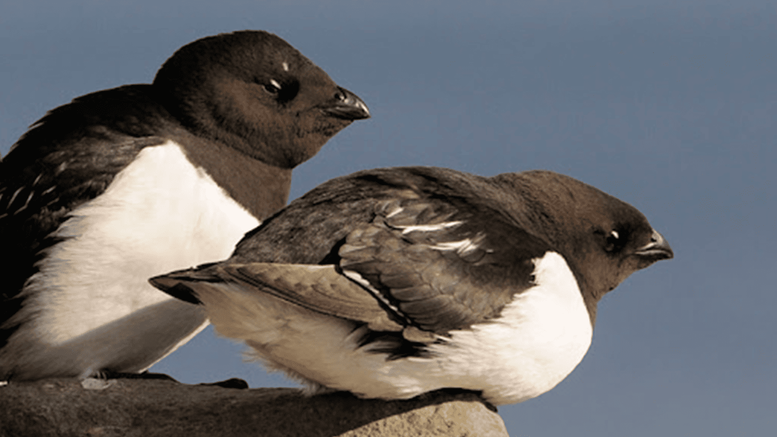 百夫長旅遊_極地_北極_小海雀 Little auk
