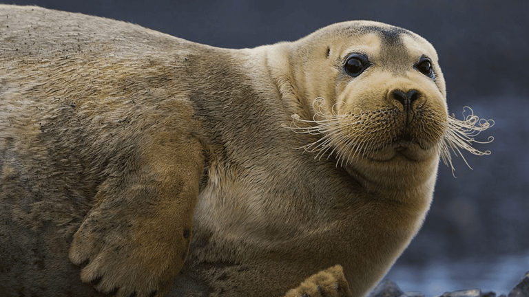 百夫長旅遊_極地_北極_髯海豹 Bearded seal 1