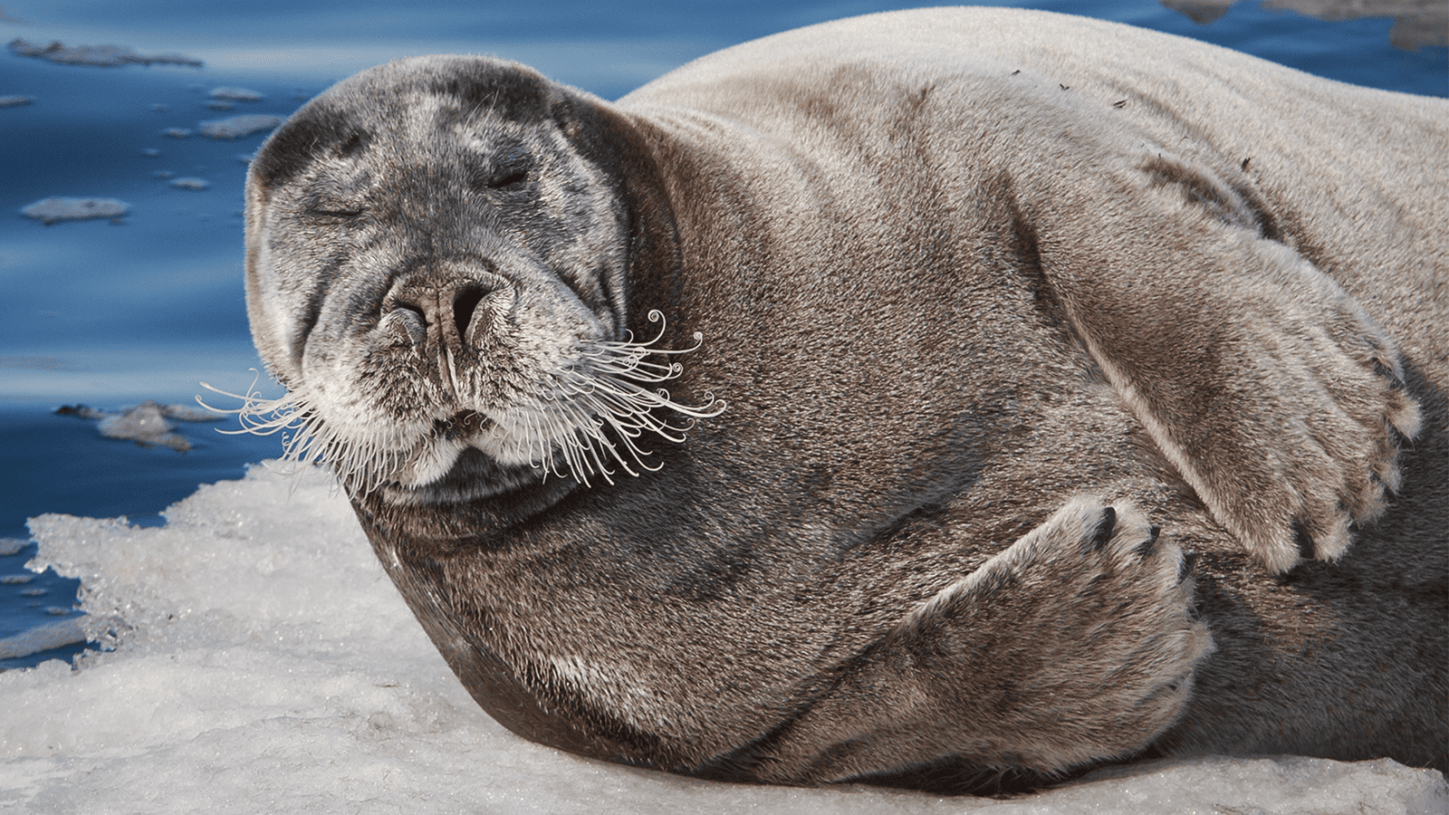 百夫長旅遊_極地_北極_髯海豹 Bearded seal