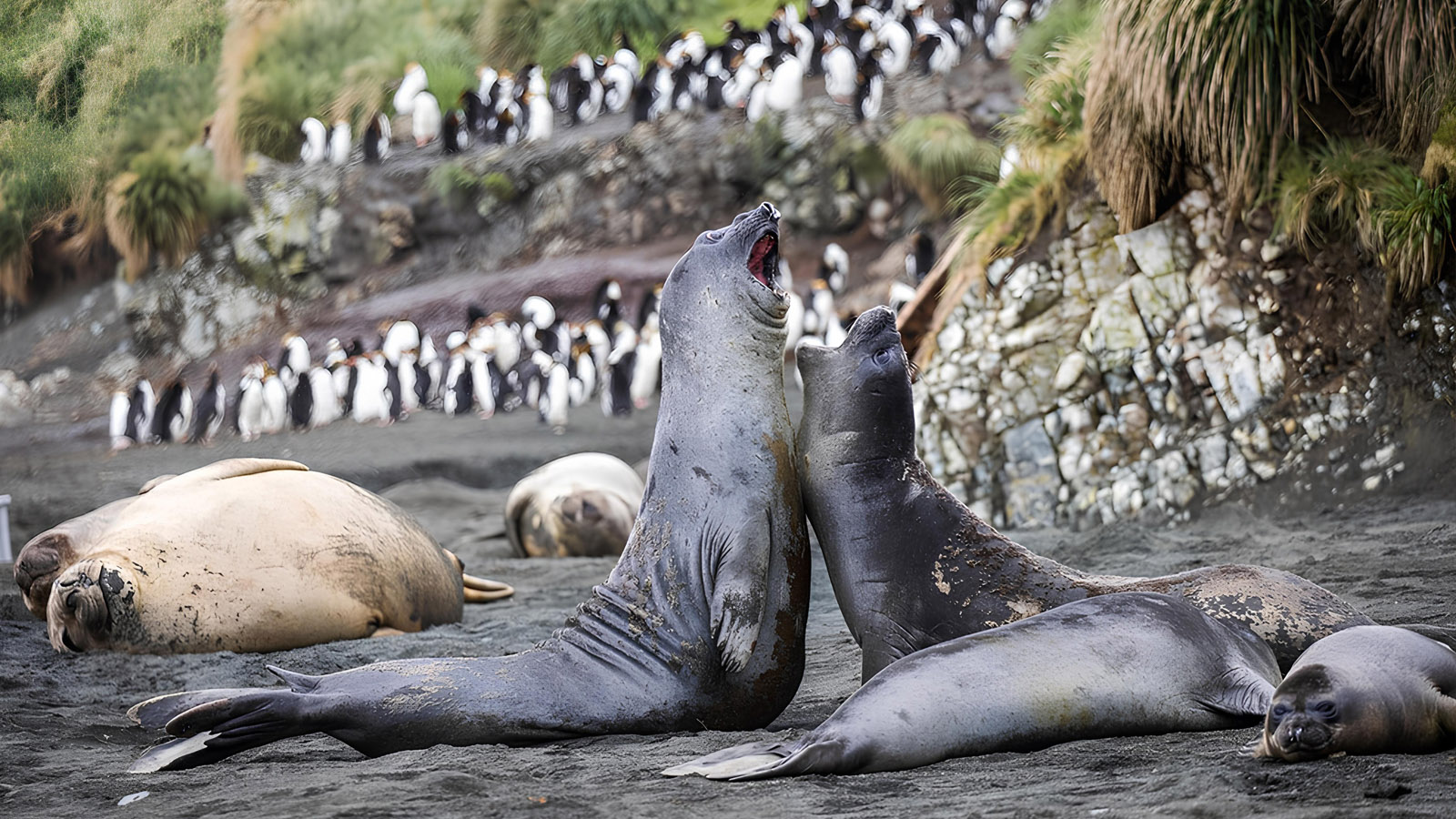 百夫長旅行社_南極洲_亞南極_羅斯海_南象海豹Southern_Elephant_Seal02