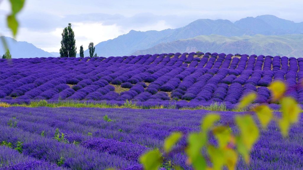 百夫長旅遊_亞洲_新疆_6_7薰衣草莊園01