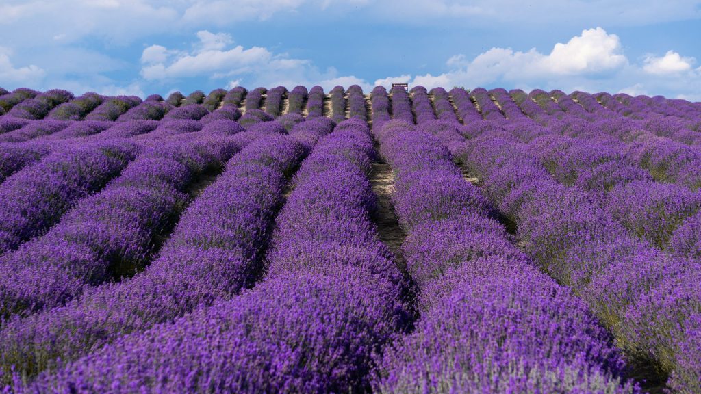 百夫長旅遊_亞洲_新疆_6_7薰衣草莊園02