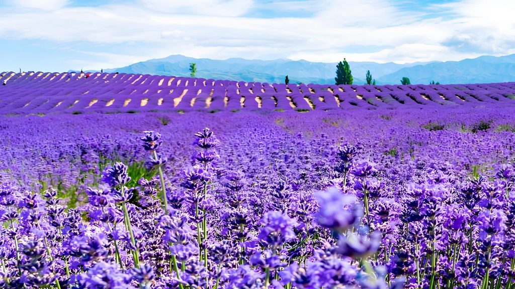 百夫長旅遊_亞洲_新疆_6_7薰衣草莊園03