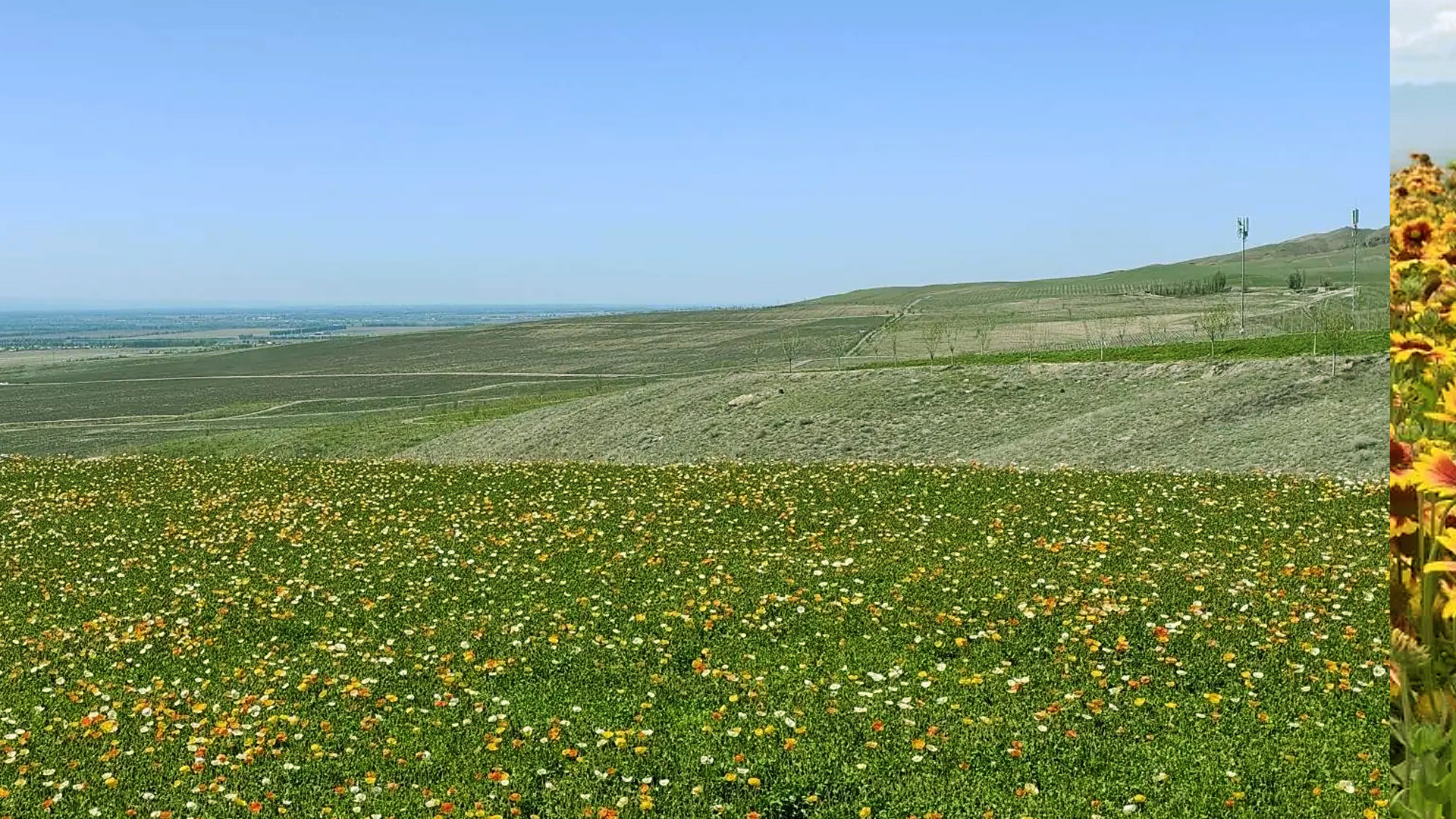 百夫長旅遊_亞洲_新疆_9M天山花海01