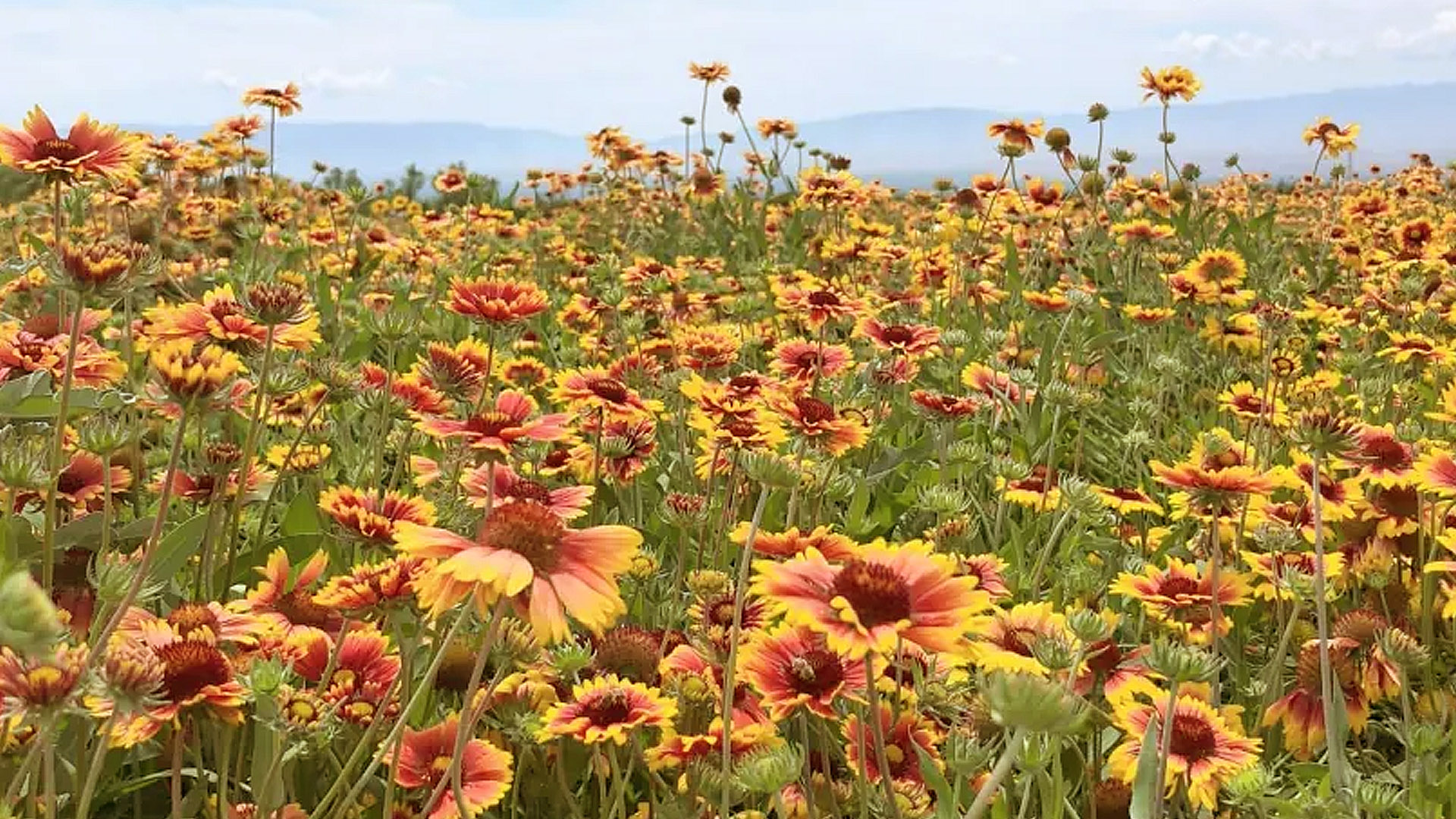 百夫長旅遊_亞洲_新疆_9M天山花海02