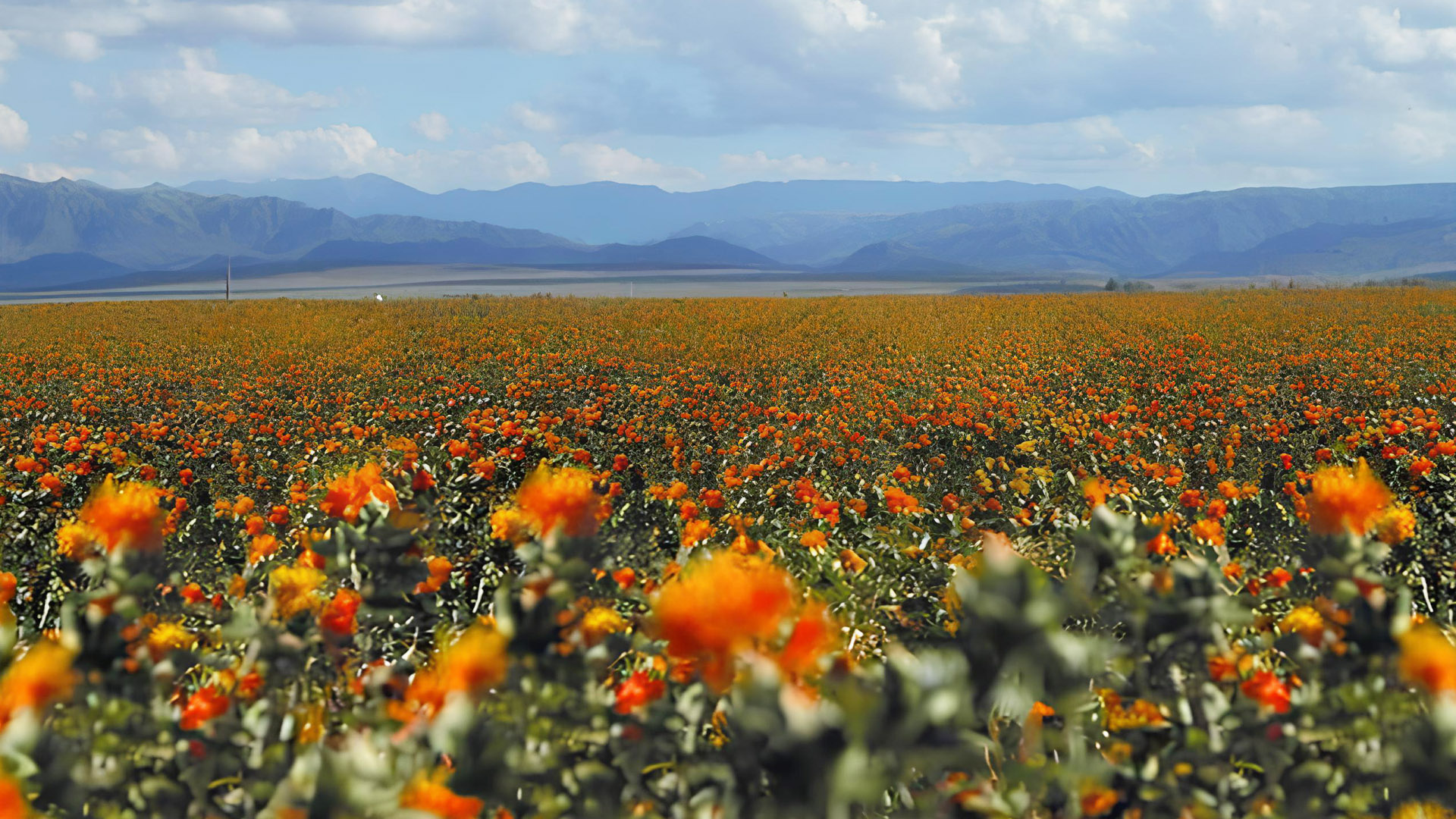 百夫長旅遊_亞洲_新疆_9M天山花海03