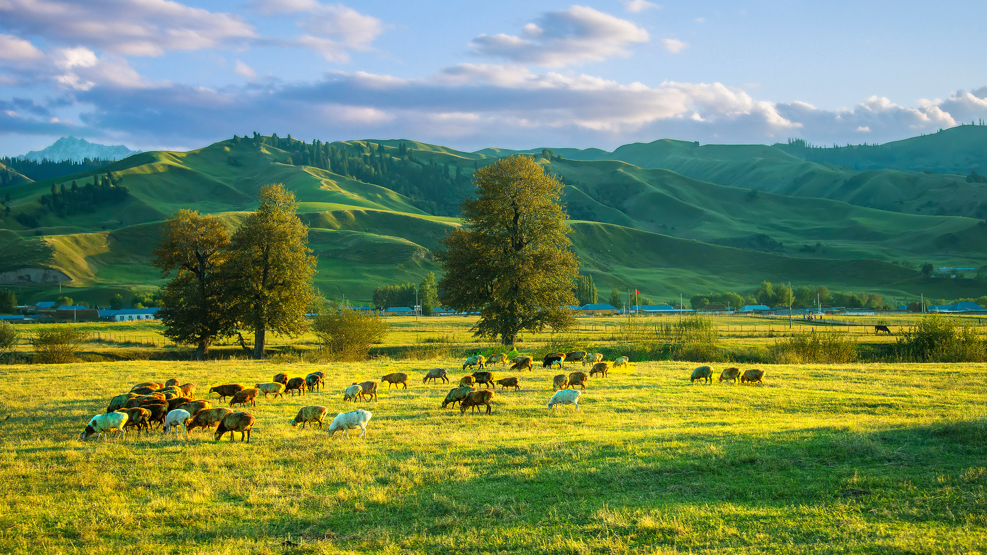 百夫長旅遊_亞洲_新疆_唐布拉草原01