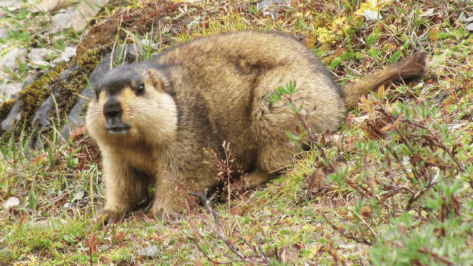百夫長旅遊_亞洲_北北印_土撥鼠