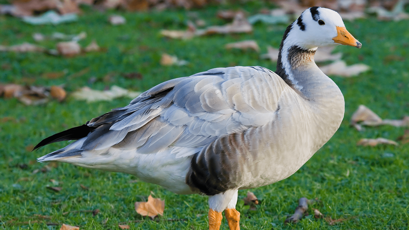 百夫長旅遊_亞洲_北北印_斑頭雁