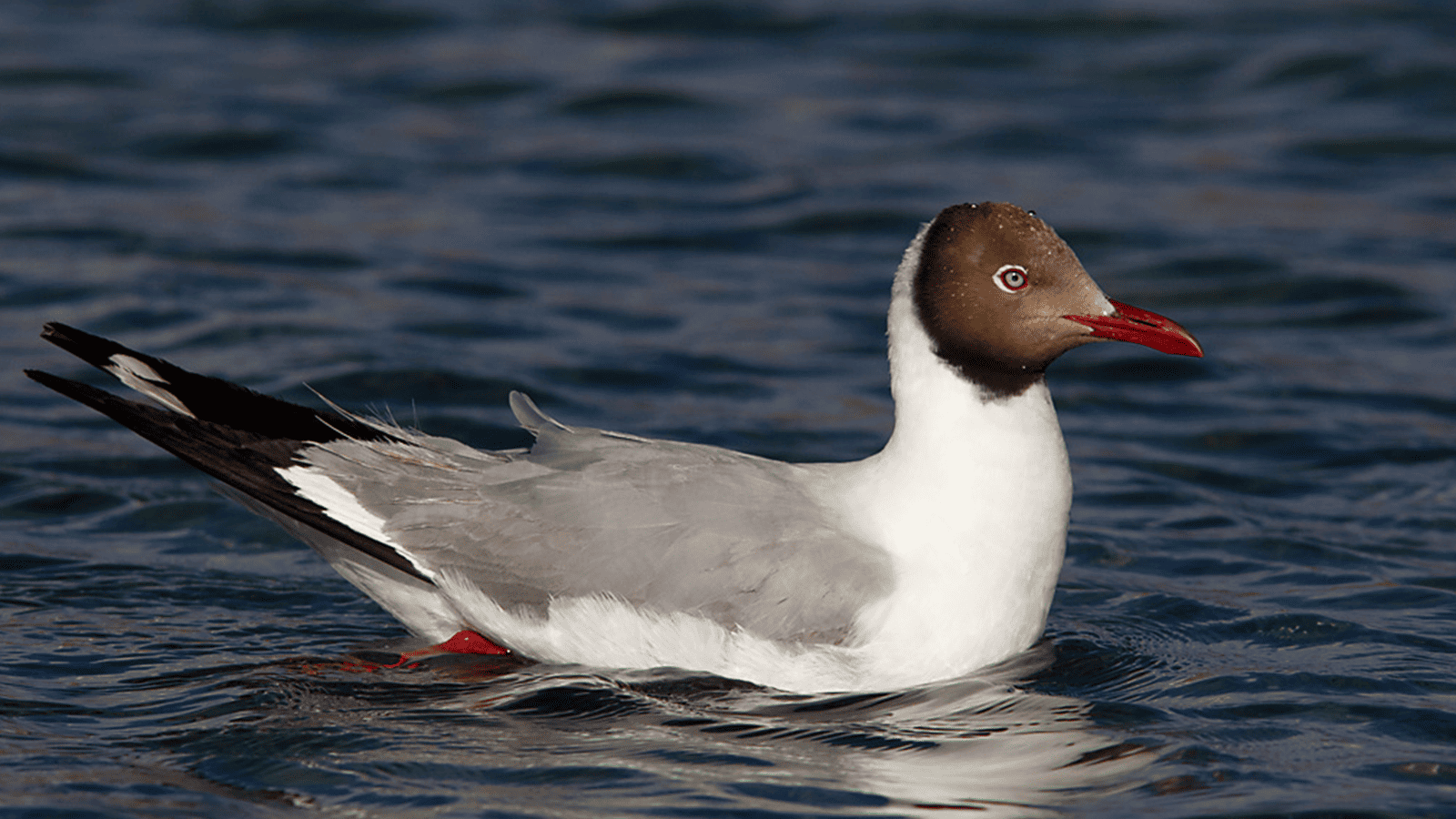 百夫長旅遊_亞洲_北北印_棕頭鷗