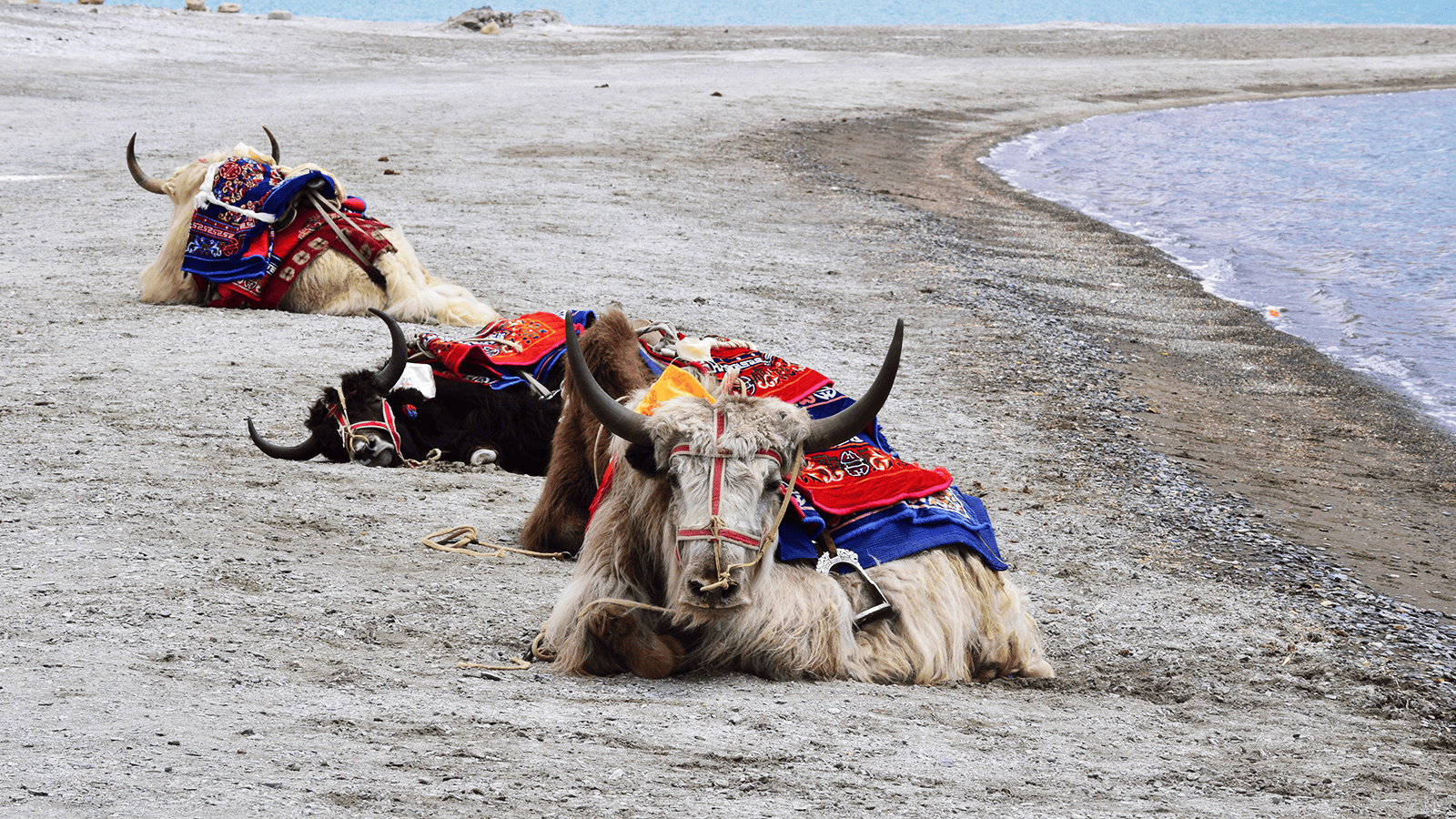 百夫長旅遊_亞洲_北北印_犛牛