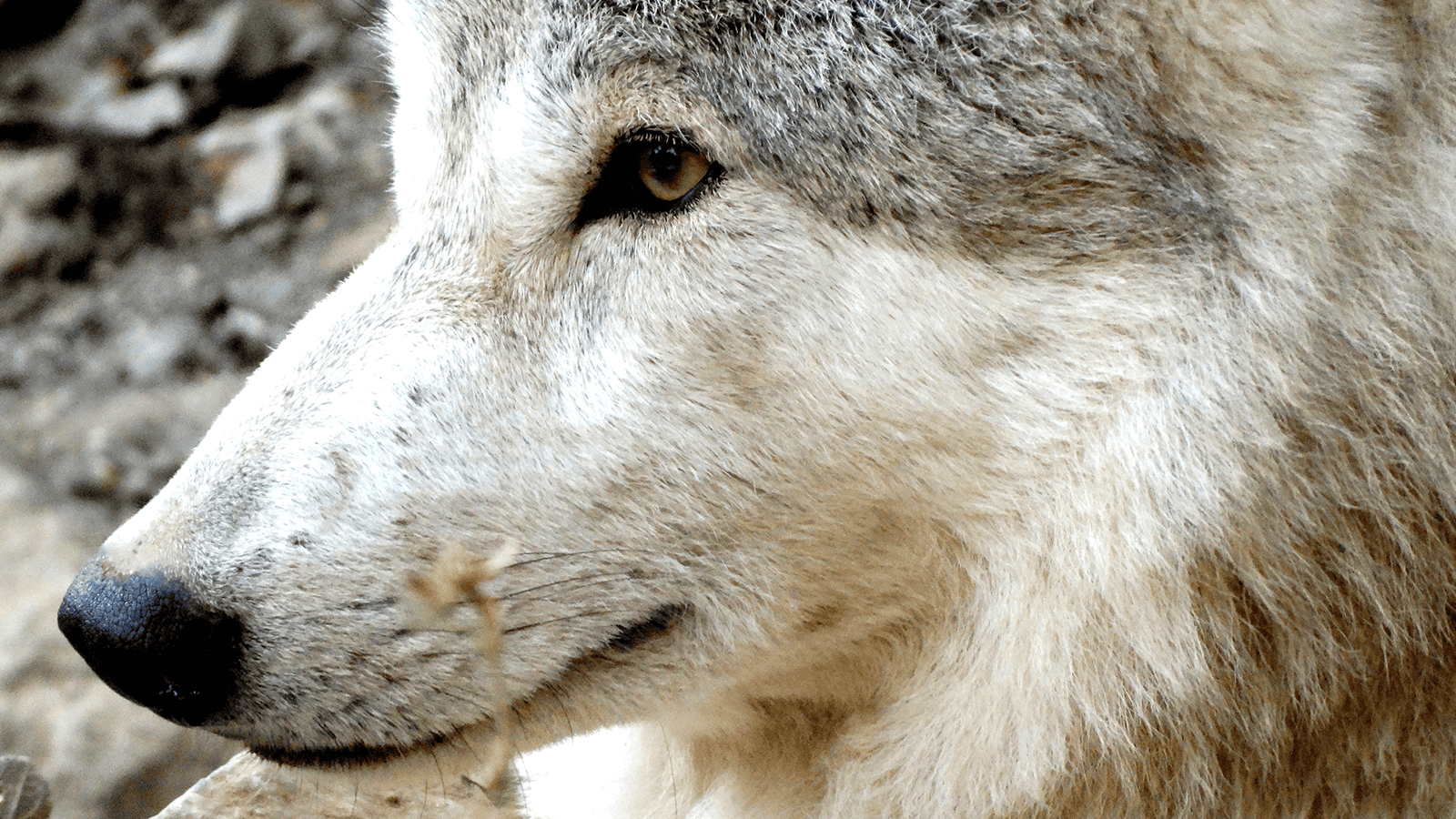 百夫長旅遊_亞洲_北北印_藏狼