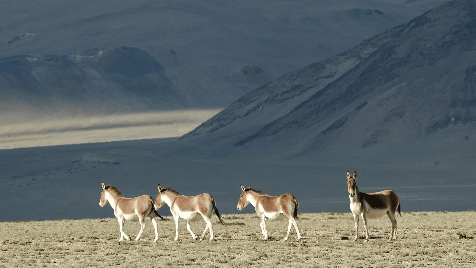百夫長旅遊_亞洲_北北印_西藏野驢