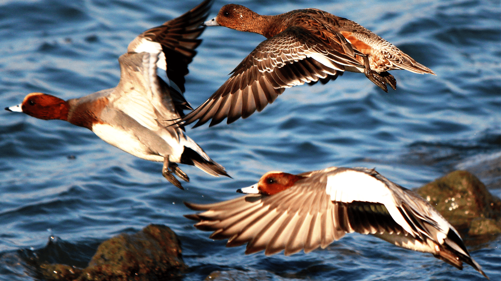 百夫長旅遊_亞洲_北北印_赤頸鴨