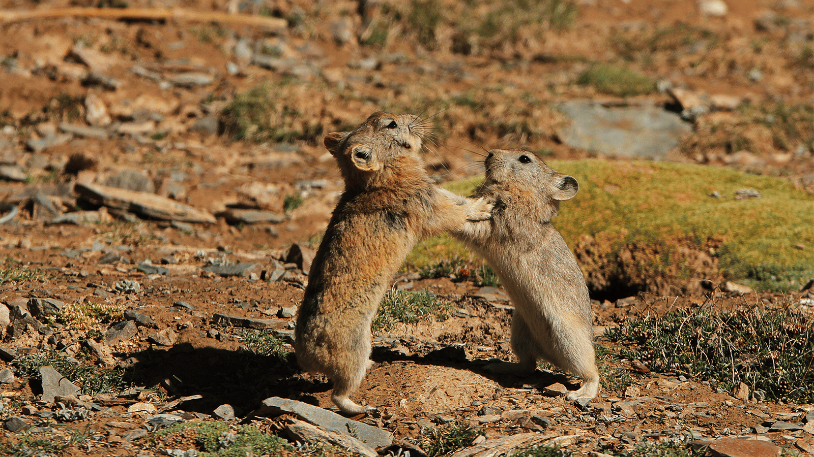 百夫長旅遊_亞洲_北北印_鼠兔