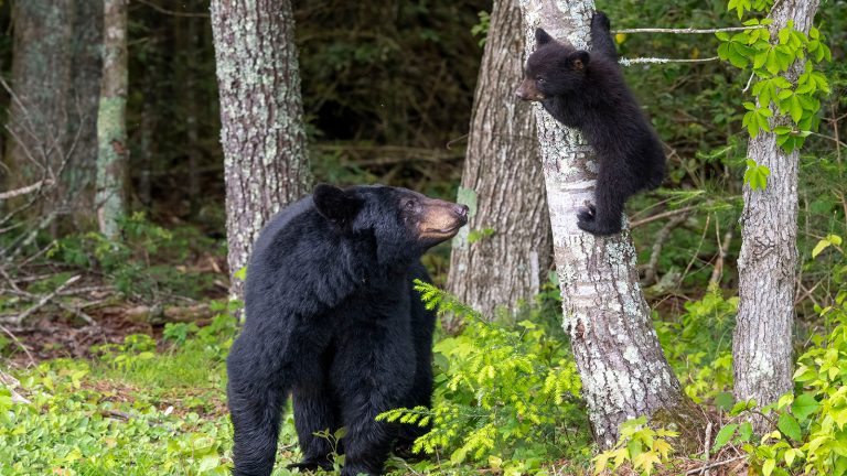 百夫長旅遊_美洲黑熊shutterstock_2652346989-16.9